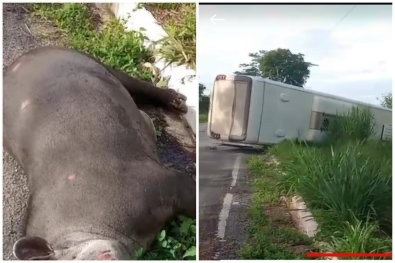 Ônibus com pacientes de Reserva do Cabaçal bate em anta e tomba na MT-175; ninguém ficou ferido