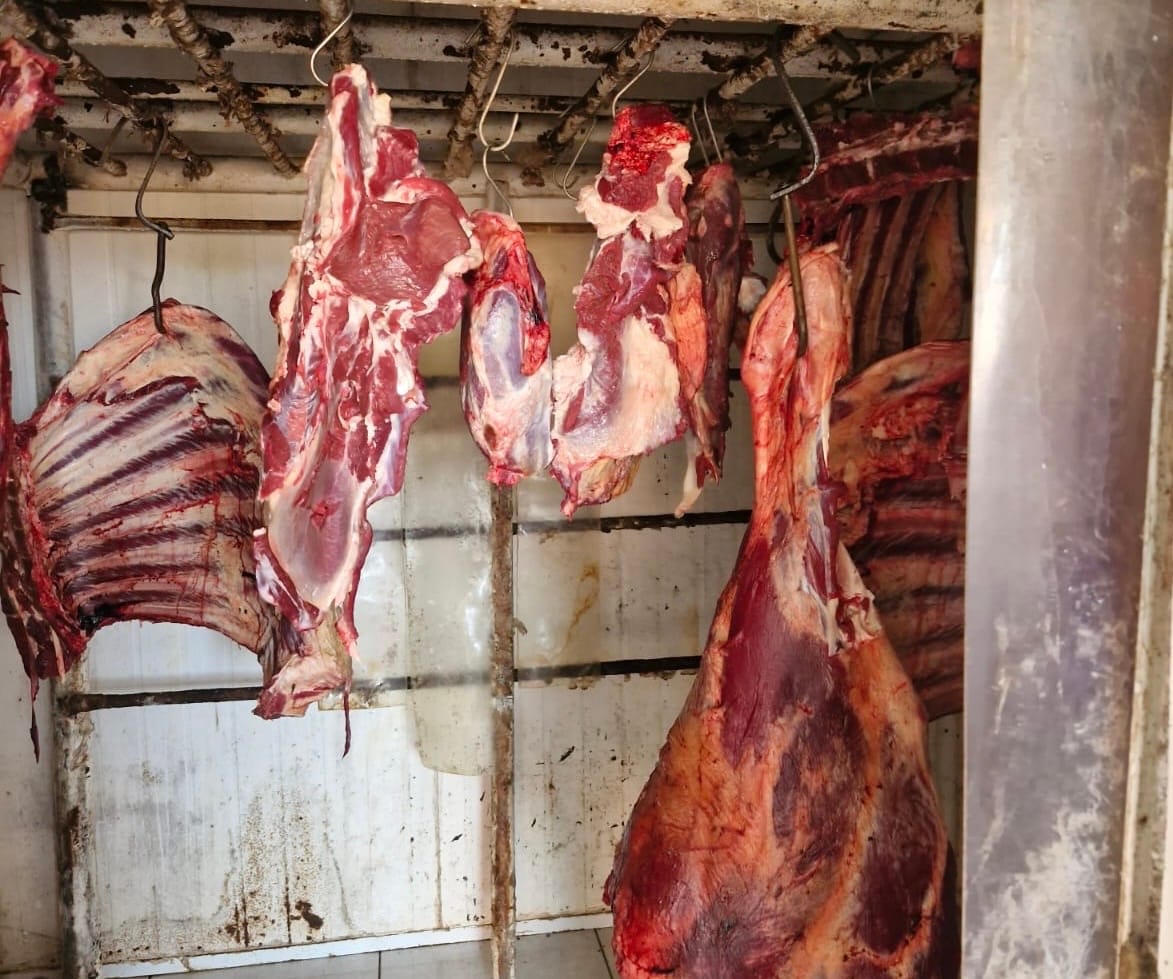CARNE PODRE, ROUBO DE GADO E FACÇÃO: FORÇA TÁTICA ESTOURA ABATEDOURO CLANDESTINO