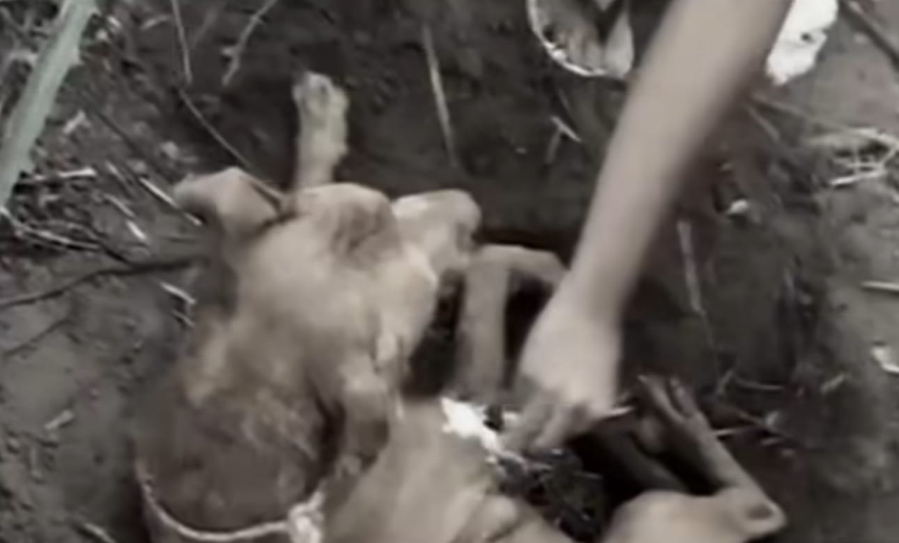 Triste desfecho: cachorro enterrado vivo em Cuiabá não resiste e morre após dias de luta