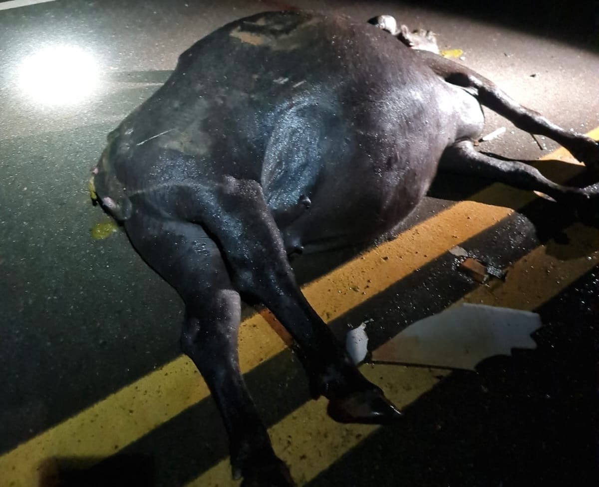 Búfalo solto vira armadilha na MT-241 e destrói ca