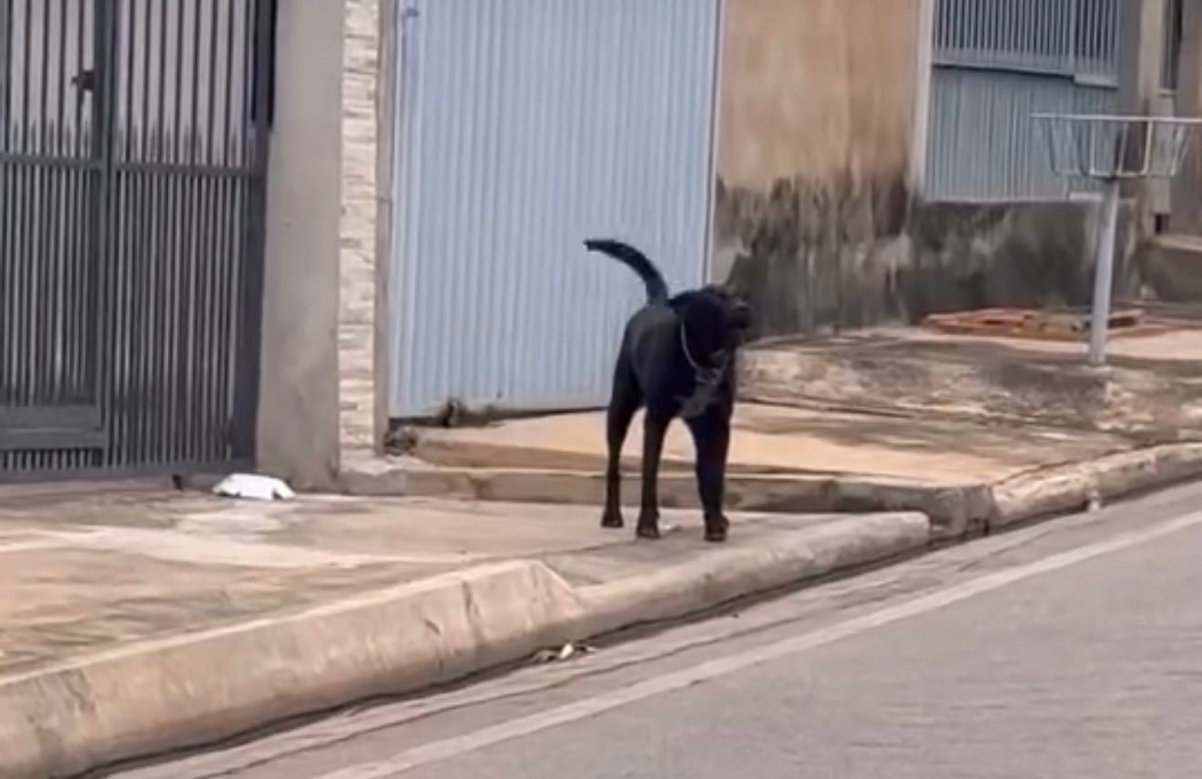 Criança escapa de ataque de cachorro feroz em Várzea Grande após intervenção de motoqueiro