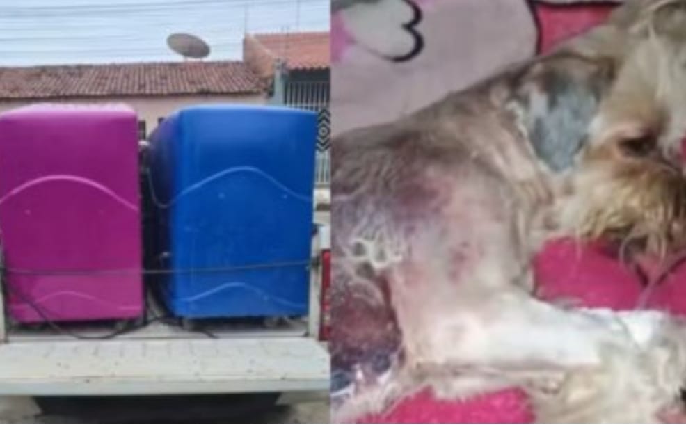 PET SHOP DO HORROR? Dona é presa após cão sair queimado de banho em Cuiabá