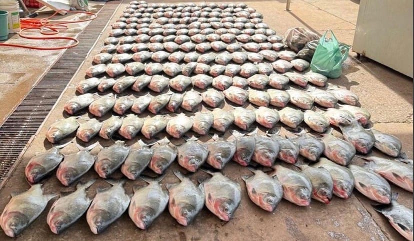 Esquema milionário de pesca predatória é desmantelado e mais de 900 kg de peixes são apreendidos em Cuiabá