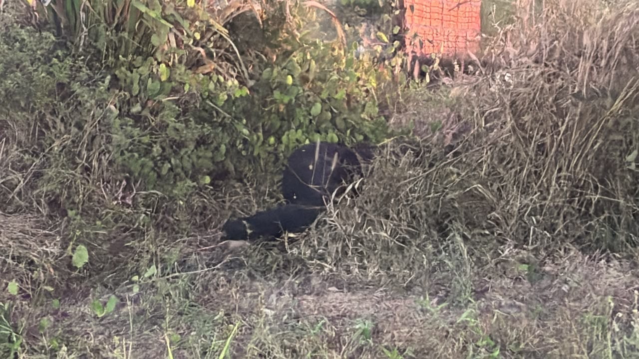 URGENTE NESTE MOMENTO, CORPO É LOCALIZADO NO CONTORNO LESTE EM CUIABÁ