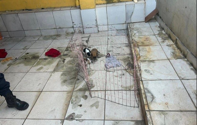 CRUELDADE SEM LIMITES: filhotes são resgatados após passarem a noite chorando sem água e comida