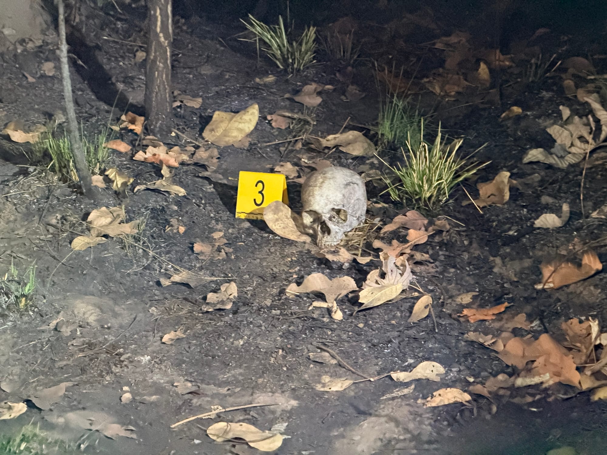 Crânio humano com sinais de carbonização é encontrado em área de mata, no Nova Esperança