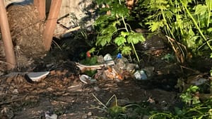 Corpo em decomposição é encontrado em área de mata atrás da UPA do Verdão, em Cuiabá