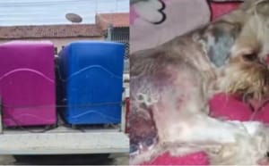 PET SHOP DO HORROR? Dona é presa após cão sair queimado de banho em Cuiabá