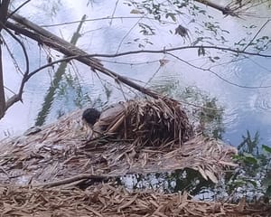 URGENTE NESTE MOMENTO, Corpo é localizado no Rio Coxipó, em Cuiabá