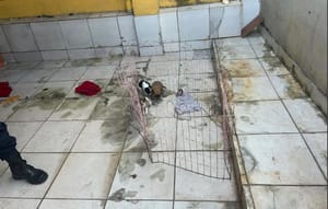 CRUELDADE SEM LIMITES: filhotes são resgatados após passarem a noite chorando sem água e comida