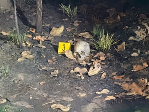 Crânio humano com sinais de carbonização é encontrado em área de mata, no Nova Esperança