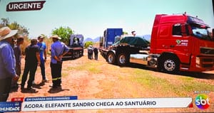 Elefante Sandro chega ao santuário em Chapada dos Guimarães após viagem de 1,6 mil km